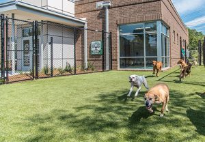 Best Veterinarian In South Dakota