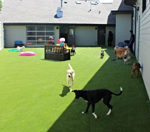 Best Veterinarian In Tennessee