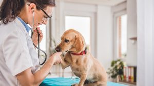 Best Veterinarian In Ohio
