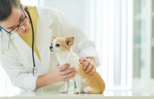 Best Veterinarian In Oregon