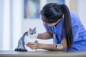 Best Veterinarian In Washington