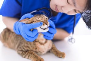Best Veterinarian In Virginia