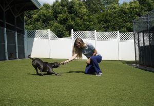 Best Veterinarian In Texas