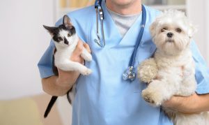 Best Veterinarian In Oklahoma