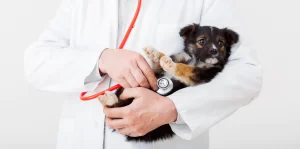 Best Veterinarian In Rhode Island