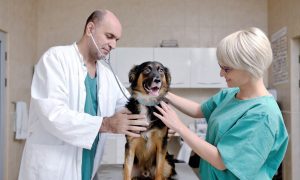 Best Veterinarian In Pennsylvania