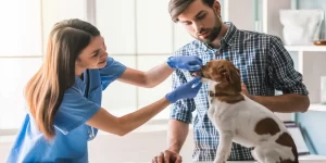 Best Veterinarian In South Carolina