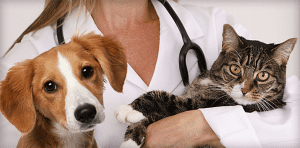 Best Veterinarian In West Virginia