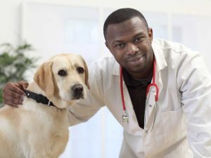 Best Veterinarian In Vermont