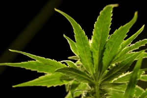 Cannabis for Pain Relief: Taking Advantage of the Potential Benefits of Cannabis