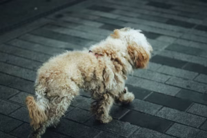 Finding the Best Dog Training Private Lessons Near Me