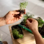AI-Driven Phenotyping in Seed Breeding—Accelerating Genetic Gain
