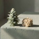 Skull Hash: A Bold and Traditional Cannabis Concentrate in Canada